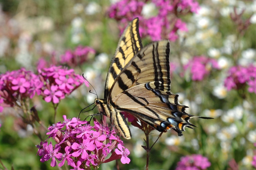 185 2010-06243013 Denver Botanic Gardens, CO.JPG - Two-tailed Tiger Swallowtail (Pterourus multicaudatus). Butterfly. Denver Botanic Gardens, Denver, CO, 6-24-2010